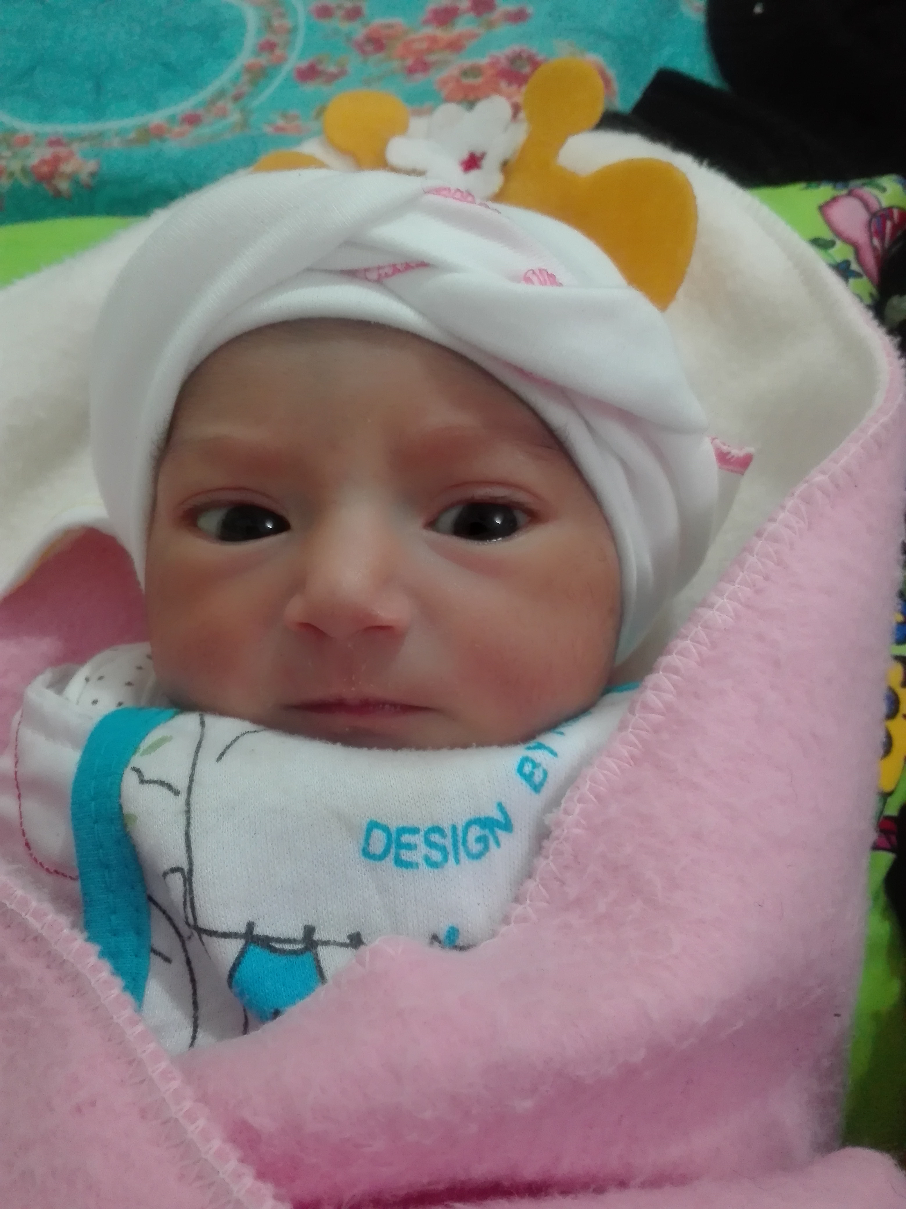 سوگل زود رفتی