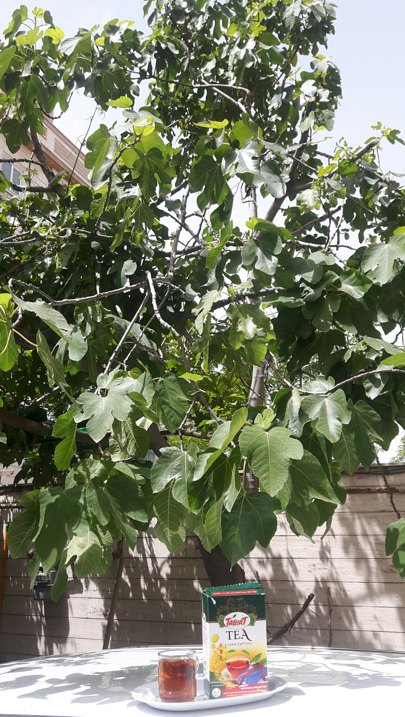 سیاسفیدخاکستری