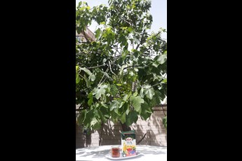 سیاسفیدخاکستری 