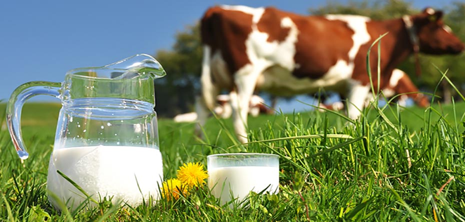 ویروس کرونا از طریق شیر و ماست منتقل میشود؟